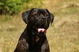 CANE CORSO 918